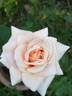 Mrs. T. J. English rose photo