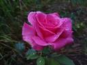June Park rose photo