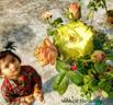 Greensleeves rose photo