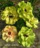 Greensleeves rose photo