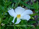 <i>Rosa foliolosa</i> Nutt. ex Torr. rose photo