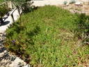 <i>Rosa foliolosa</i> Nutt. ex Torr. rose photo