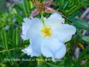 <i>Rosa foliolosa</i> Nutt. ex Torr. rose photo
