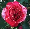 Bigoudi rose photo