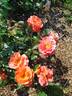 Morning Sun rose photo
