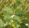 Alger rose photo