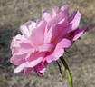 Audrey Wilcox rose photo
