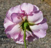 Audrey Wilcox rose photo