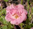 Avance rose photo