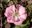 Avance rose photo