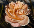 Apricot Parfait rose photo