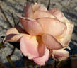 Apricot Parfait rose photo