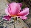 Century Two rose photo