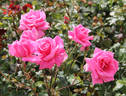 Century Two rose photo