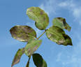 Century Two rose photo