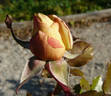 Primo Sole ® rose photo