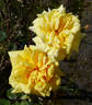 Primo Sole ® rose photo