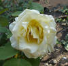 Primo Sole ® rose photo