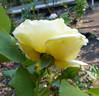 Primo Sole ® rose photo