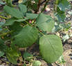 Primo Sole ® rose photo