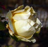 Belle Champenoise rose photo