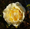 Belle Champenoise rose photo