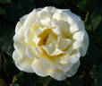 Belle Champenoise rose photo