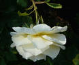 Belle Champenoise rose photo