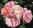 Peachy Keen rose photo