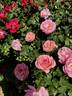Peachy Keen rose photo