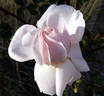 Promise rose photo