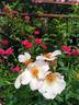 The Simple Life rose photo