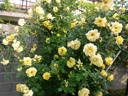 Gardeners Glory rose photo
