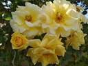 Gardeners Glory rose photo