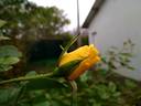 Gardeners Glory rose photo