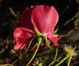 Caramba Shrub Rose rose photo