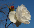 Blanche Cascade ® rose photo
