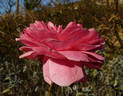 Petal Pushers ™ rose photo