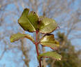 Petal Pushers ™ rose photo