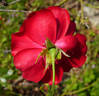 Austriana ® rose photo