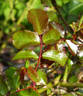 Austriana ® rose photo