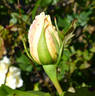 Goldene Druschki rose photo