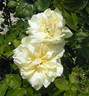 Goldene Druschki rose photo