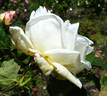 Goldene Druschki rose photo