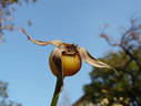 Goldene Druschki rose photo