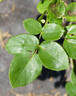 Goldene Druschki rose photo