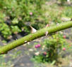 Goldene Druschki rose photo