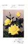 Summer Sunshine rose photo