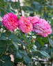 Sunset Dreams rose photo