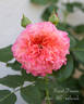 Sunset Dreams rose photo